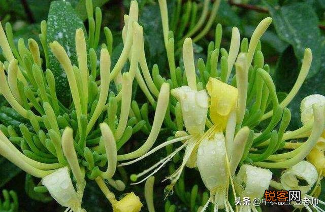 种植金银花挣钱吗？