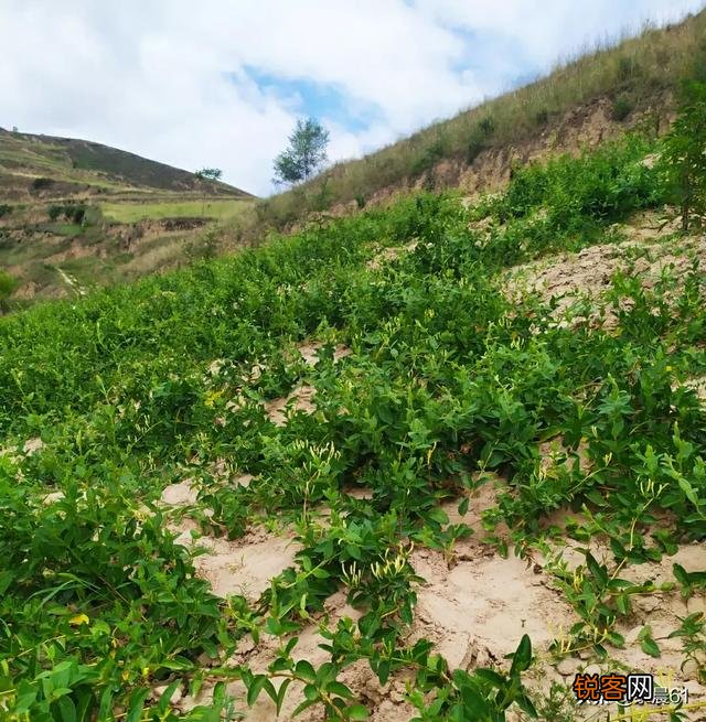 种植金银花挣钱吗？
