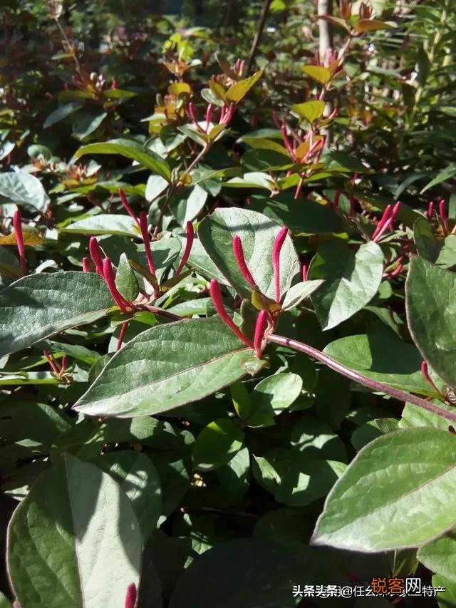 种植金银花挣钱吗？