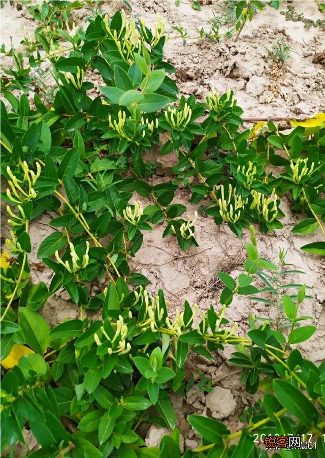 种植金银花挣钱吗？