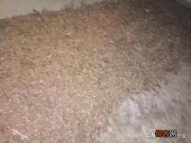 种植中药材菖蒲能挣钱吗？有没有种过的老板,请教一下？