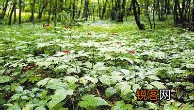 现在种植中草药赚钱么？哪些行情比较好？