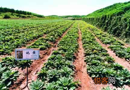 现在种植中草药赚钱么？哪些行情比较好？