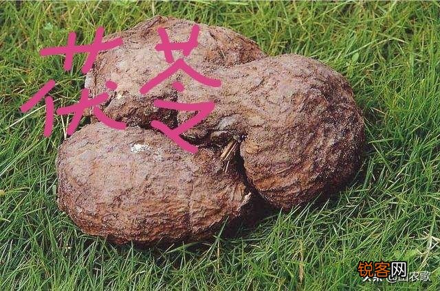 如何种植中药材才可以发家致富？