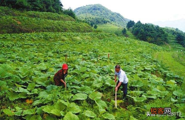 如何种植中药材才可以发家致富？