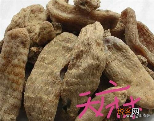 如何种植中药材才可以发家致富？