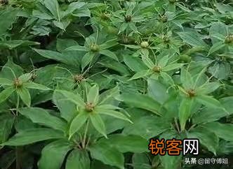 种什么药材最好卖？