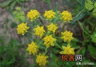 种什么药材最好卖？
