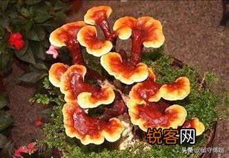 种什么药材最好卖？