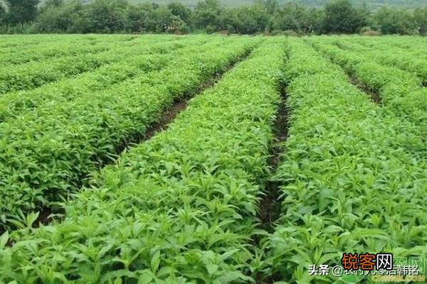 我想回湖南投资农业,养殖,种植药材,请问大家种什么药材好？