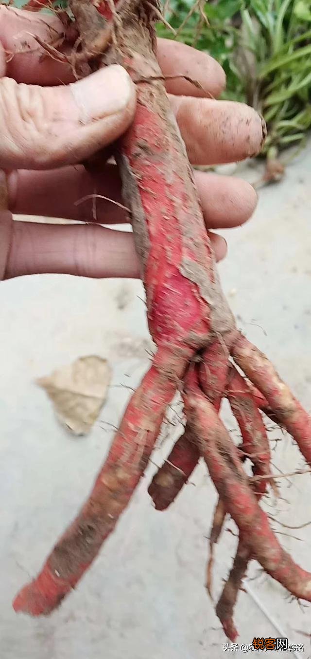 我想回湖南投资农业,养殖,种植药材,请问大家种什么药材好？