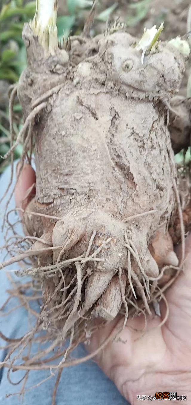 我想回湖南投资农业,养殖,种植药材,请问大家种什么药材好？