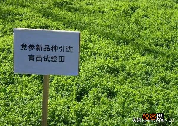 2022年种植什么中药材能够每亩收入3.5万元到8万元？