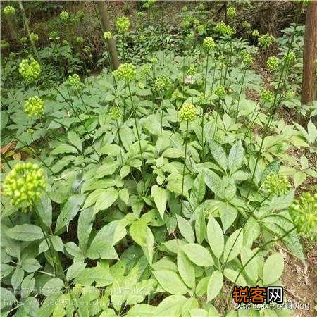 2022年种植什么中药材能够每亩收入3.5万元到8万元？