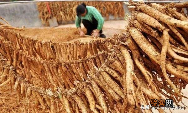 2022年种植什么中药材能够每亩收入3.5万元到8万元？