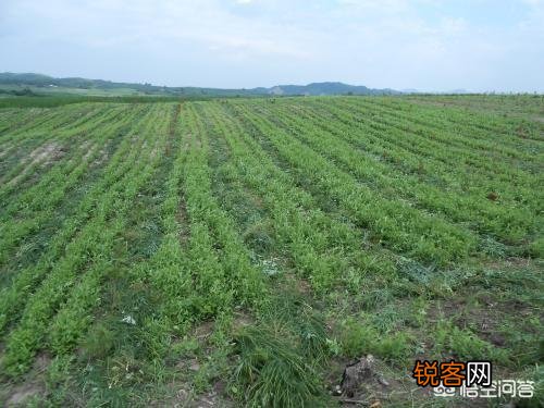农村小伙种植2000亩中药材,每亩利润6000元,为何还说赚少了？