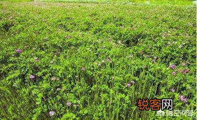 农村小伙种植2000亩中药材,每亩利润6000元,为何还说赚少了？