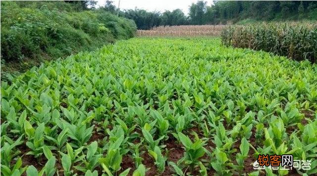 农村小伙种植2000亩中药材,每亩利润6000元,为何还说赚少了？