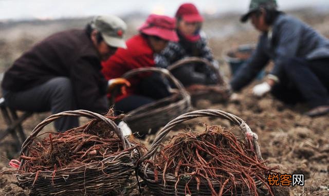 农村小伙种植2000亩中药材,每亩利润6000元,为何还说赚少了？