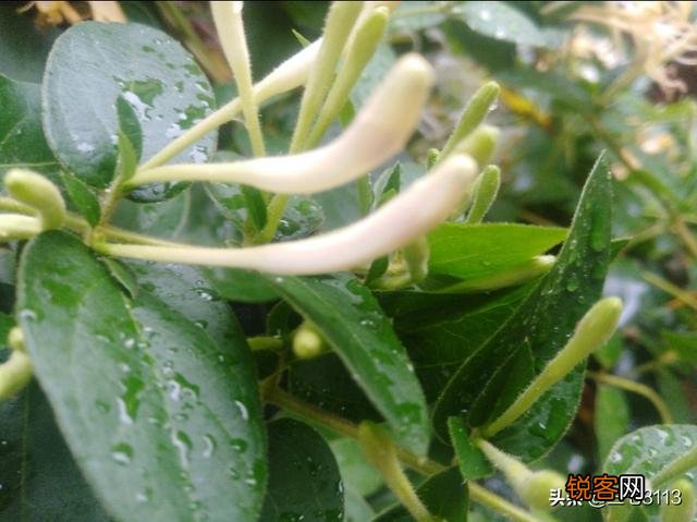 承包土地,种中草药能赚钱吗？本钱大概要多少？