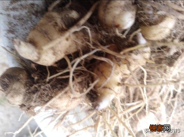 承包土地,种中草药能赚钱吗？本钱大概要多少？