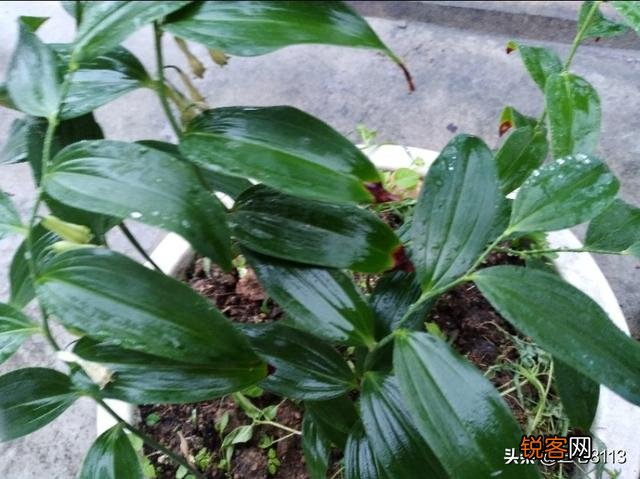 承包土地,种中草药能赚钱吗？本钱大概要多少？
