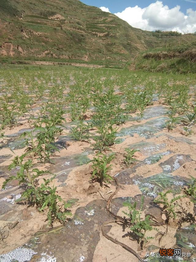 承包土地,种中草药能赚钱吗？本钱大概要多少？