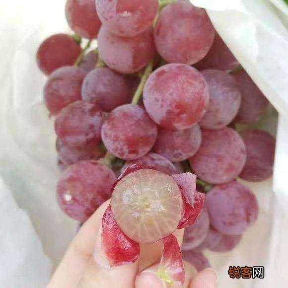 计划包100亩地,搞什么种植收益比较高？