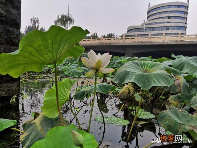 计划包100亩地,搞什么种植收益比较高？