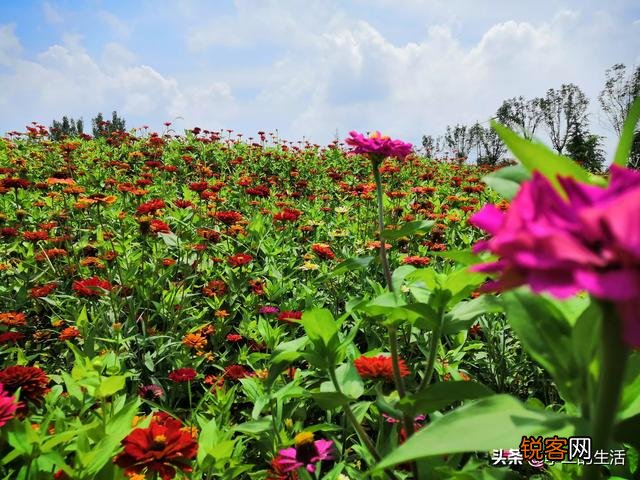 计划包100亩地,搞什么种植收益比较高？