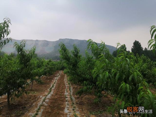计划包100亩地,搞什么种植收益比较高？