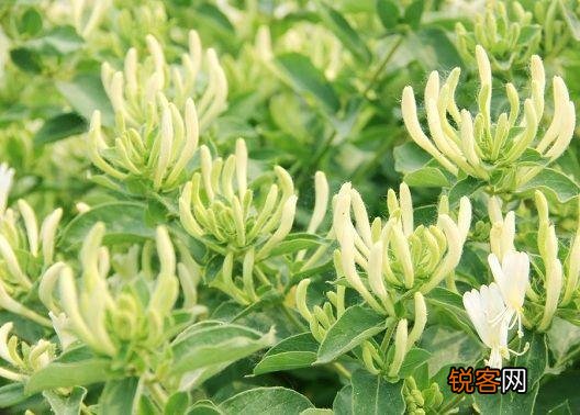 农村有6亩地,该种些什么药材能年收入5-10万还不愁销路？