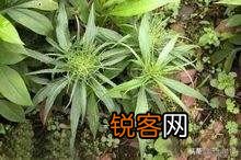 农村有6亩地,该种些什么药材能年收入5-10万还不愁销路？