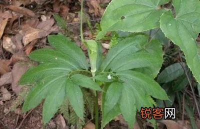 农村有6亩地,该种些什么药材能年收入5-10万还不愁销路？