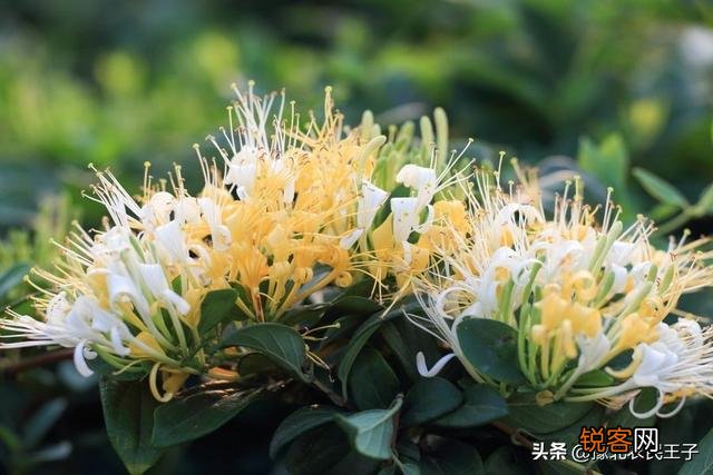 哪一种中药材种植效益最佳,风险最低？