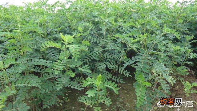 哪一种中药材种植效益最佳,风险最低？