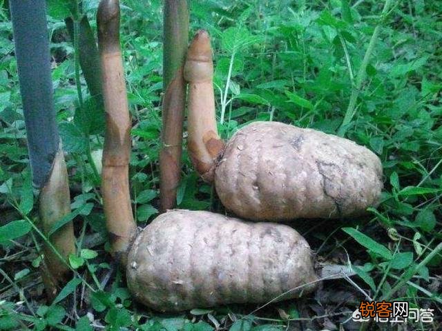 哪一种中药材种植效益最佳,风险最低？