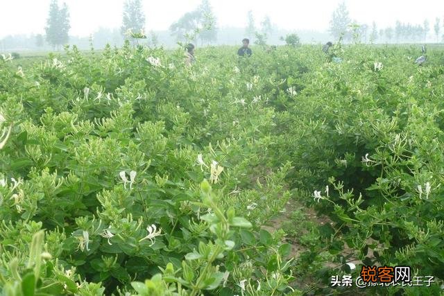 哪一种中药材种植效益最佳,风险最低？