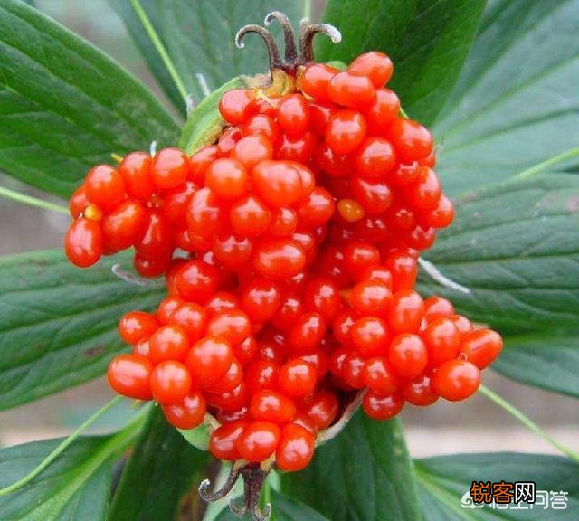 哪一种中药材种植效益最佳,风险最低？