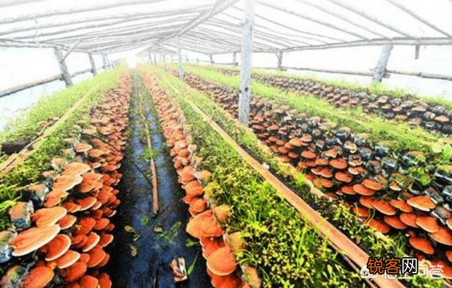 我看有些人种植中草药,一年赚几十万,他们是怎样做到的？