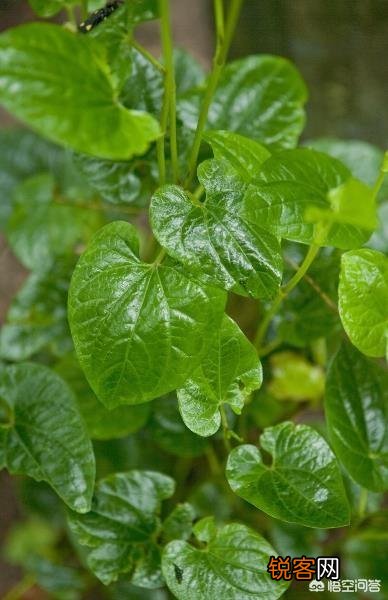 我看有些人种植中草药,一年赚几十万,他们是怎样做到的？
