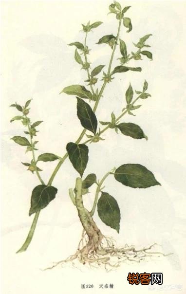 我看有些人种植中草药,一年赚几十万,他们是怎样做到的？