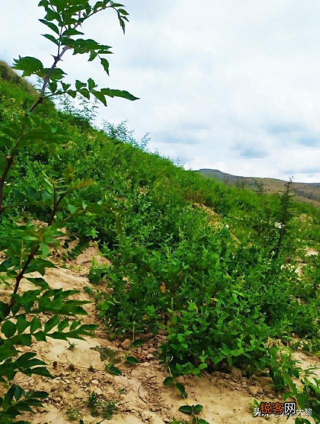 在农村种植什么药材收益高？