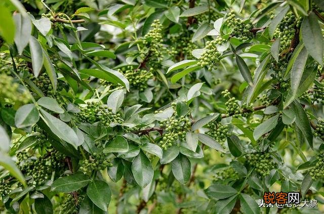 在农村种植什么药材收益高？
