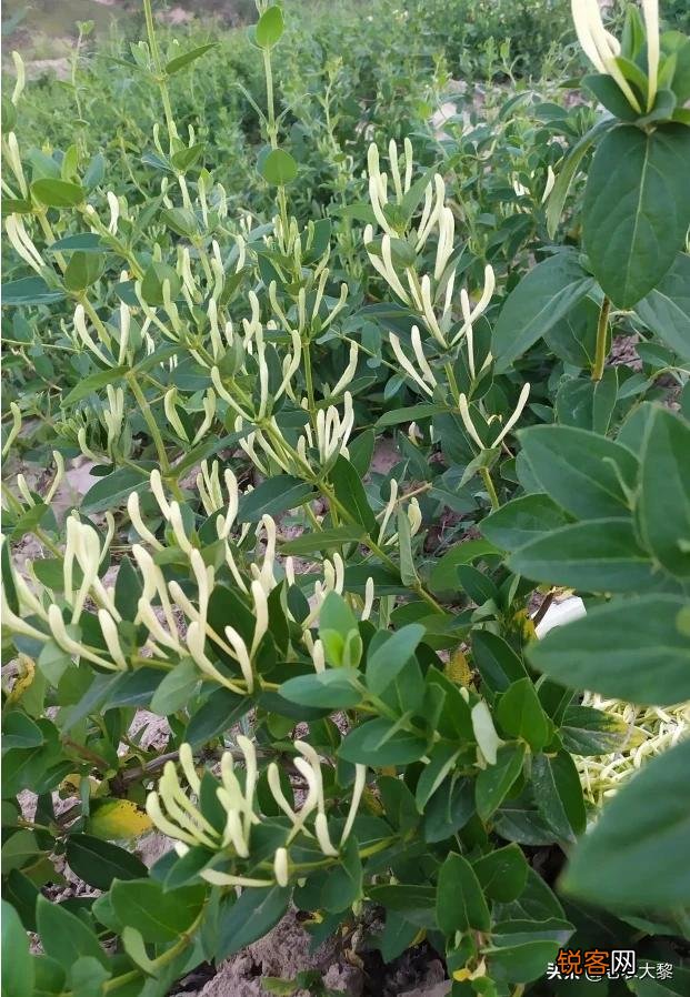 在农村种植什么药材收益高？