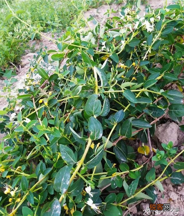 在农村种植什么药材收益高？