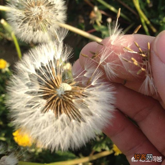 2019年农村种植什么赚钱？种植和发展中草药怎么样？