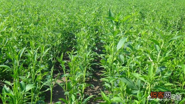 2019年农村种植什么赚钱？种植和发展中草药怎么样？