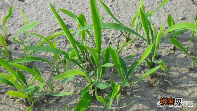 2019年农村种植什么赚钱？种植和发展中草药怎么样？