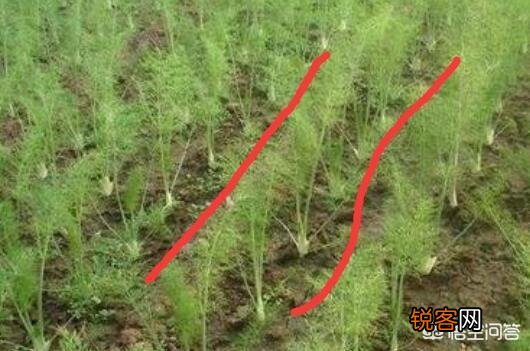 2019年农村种植什么赚钱？种植和发展中草药怎么样？